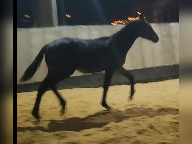 Thoroughbred Stallion 1 year Brown in Homberg (Efze)