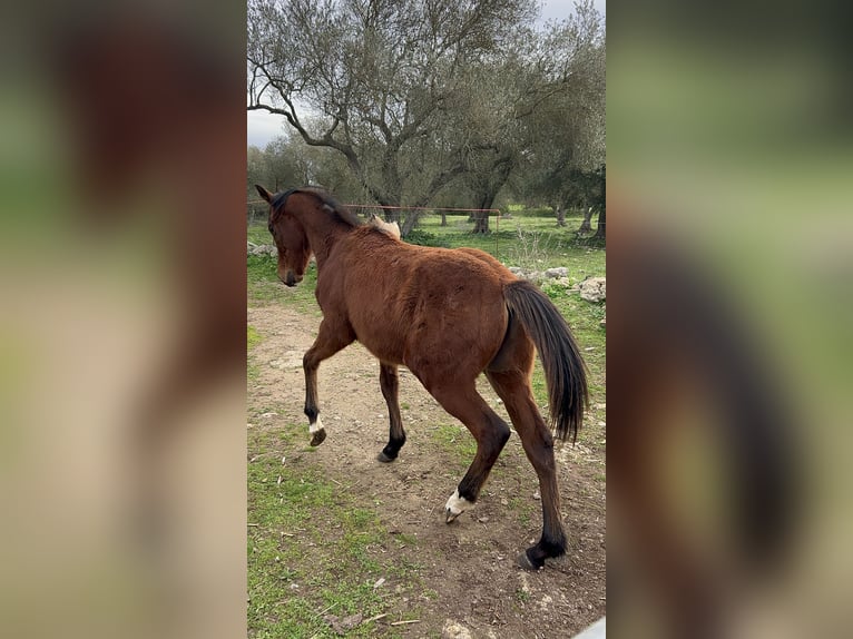 Thoroughbred Stallion 1 year Brown-Light in Uri