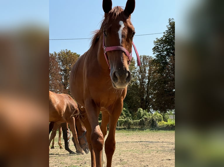 Thoroughbred Stallion 1 year Chestnut in Budapest