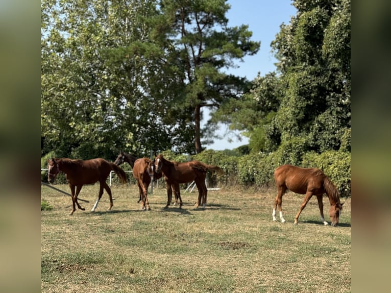 Thoroughbred Stallion 1 year Chestnut in Budapest