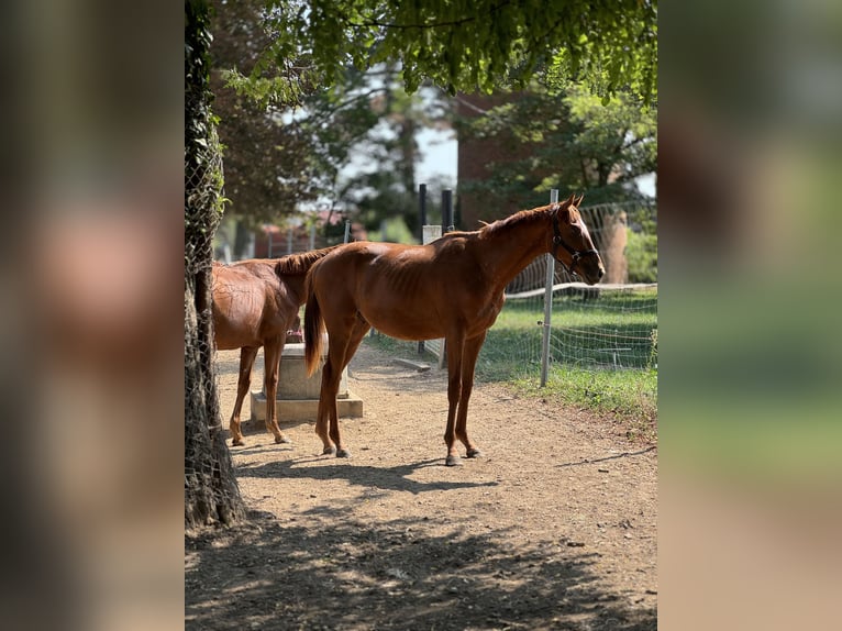 Thoroughbred Stallion 1 year Chestnut in Budapest