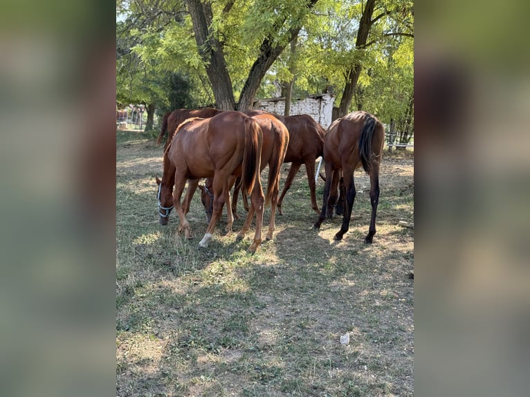 Thoroughbred Stallion 1 year Chestnut in Budapest