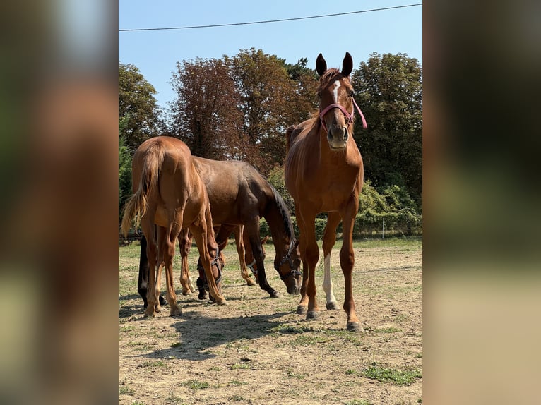 Thoroughbred Stallion 1 year Chestnut in Budapest