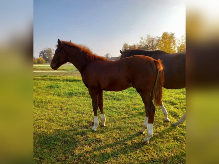 Thoroughbred Stallion 1 year Chestnut-Red in Nymburk