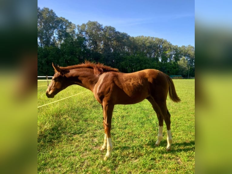 Thoroughbred Stallion 1 year Chestnut-Red in Nymburk