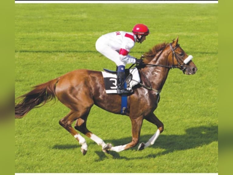 Thoroughbred Stallion 1 year Chestnut-Red in Nymburk