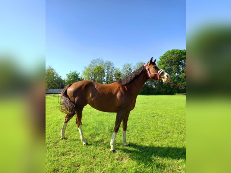 Thoroughbred Stallion 1 year Chestnut-Red in Nymburk