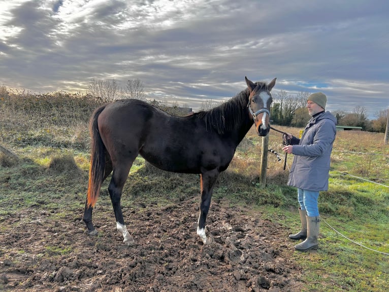 Thoroughbred Stallion 2 years 15.2 hh Brown in GENNEVILLE