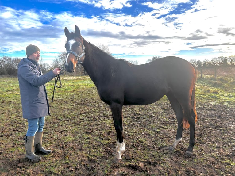 Thoroughbred Stallion 2 years 15.2 hh Brown in GENNEVILLE
