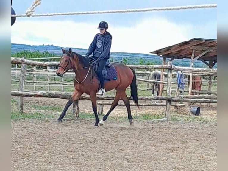 Thoroughbred Stallion 2 years 15,2 hh Brown in Gyömrő