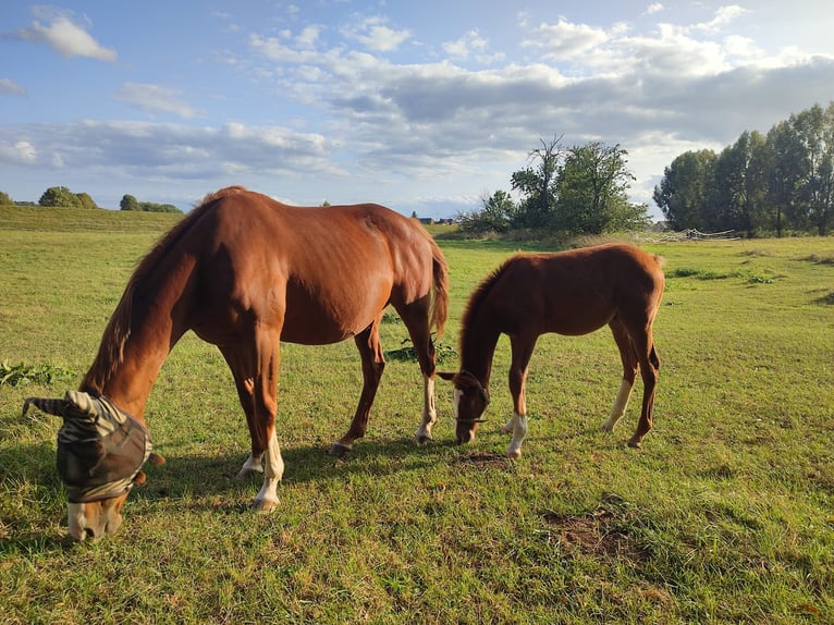 Thoroughbred Stallion 2 years 15,2 hh Chestnut-Red in Grimma