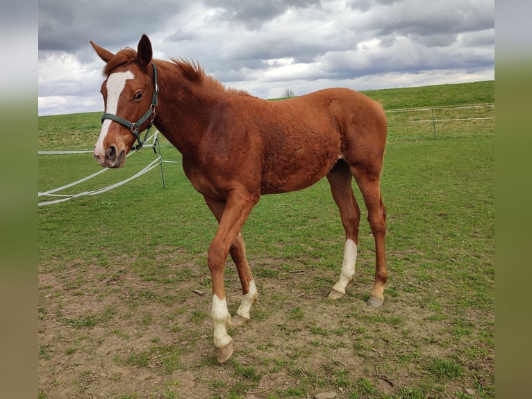 Thoroughbred Stallion 2 years 15,2 hh Chestnut-Red in Grimma