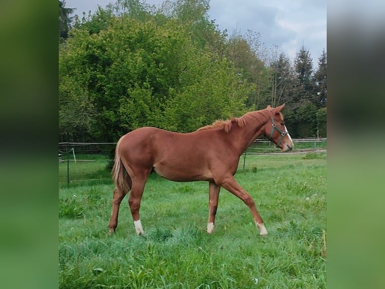 Thoroughbred Stallion 2 years 15,2 hh Chestnut-Red in Grimma