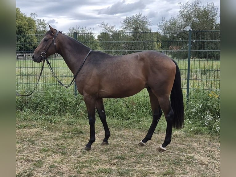 Thoroughbred Stallion 2 years 15,2 hh Brown in Neuenhagen