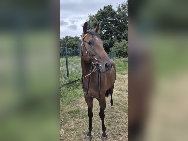 Thoroughbred Stallion 2 years 15,2 hh Brown in Neuenhagen