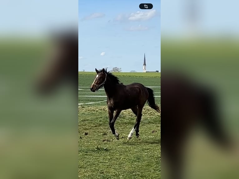 Thoroughbred Stallion 2 years 16.1 hh Brown in GriesstättGriesstätt
