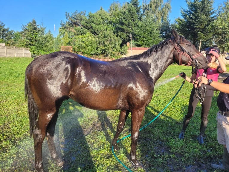 Thoroughbred Stallion 2 years 16 hh Bay-Dark in Cieszków