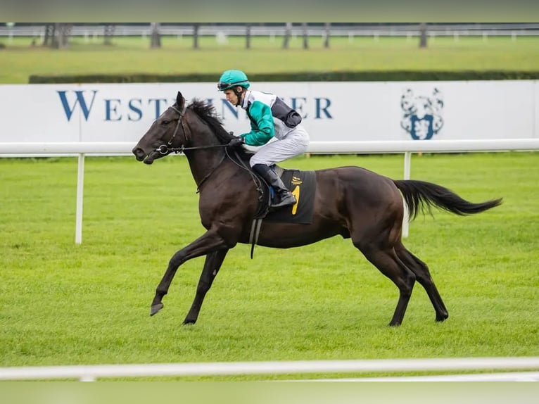 Thoroughbred Stallion 2 years 16 hh Bay-Dark in Cieszków