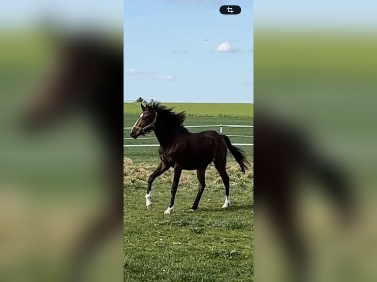 Thoroughbred Stallion 2 years 16,1 hh Brown in GriesstättGriesstätt