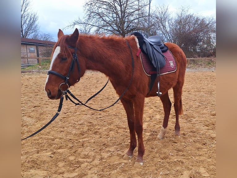 Thoroughbred Stallion 3 years 14,3 hh Chestnut-Red in Brunnthal