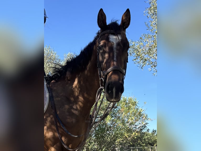 Thoroughbred Stallion 3 years 15.2 hh Brown in Saint-Laurent-de-la-Salanque