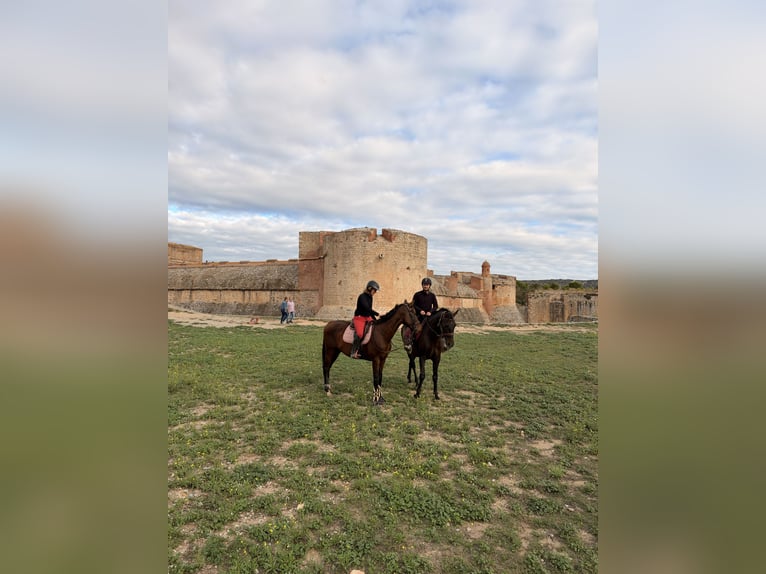 Thoroughbred Stallion 3 years 15.2 hh Brown in Saint-Laurent-de-la-Salanque