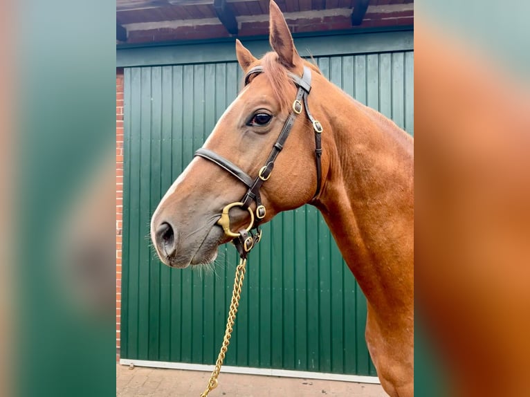 Thoroughbred Stallion 3 years 15,3 hh Chestnut-Red in Hamburg