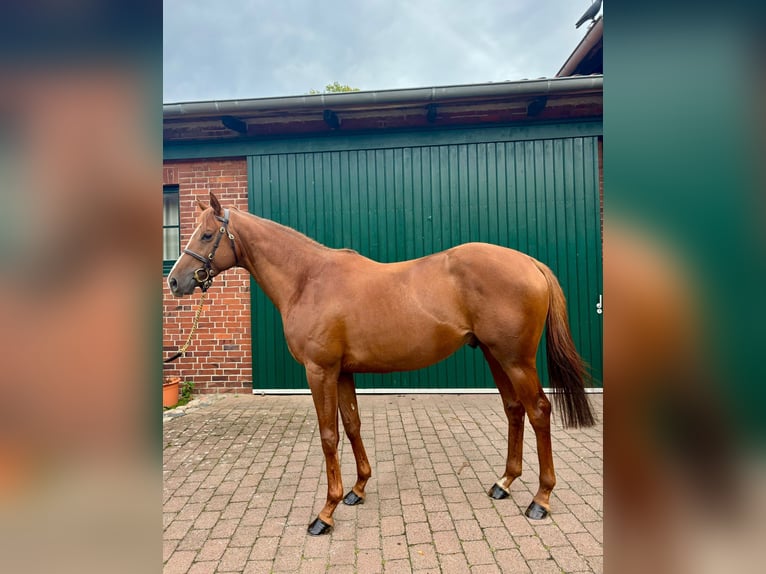 Thoroughbred Stallion 3 years 15,3 hh Chestnut-Red in Hamburg