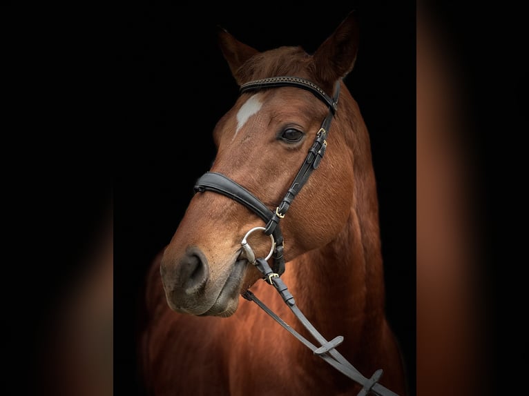 Thoroughbred Stallion 3 years 16,1 hh Chestnut in Csömör