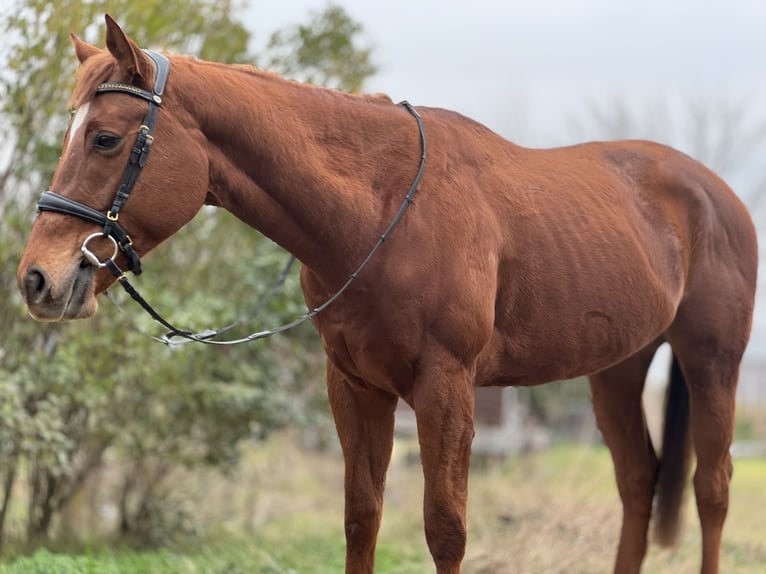 Thoroughbred Stallion 3 years 16,1 hh Chestnut in Csömör