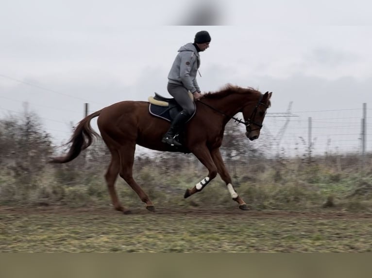 Thoroughbred Stallion 3 years 16,1 hh Chestnut in Csömör