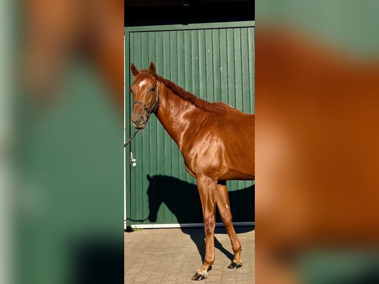 Thoroughbred Stallion 3 years 16 hh Chestnut-Red in Hamburg