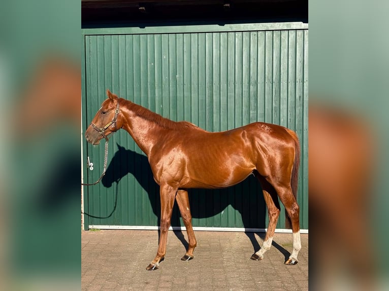Thoroughbred Stallion 3 years 16 hh Chestnut-Red in Hamburg