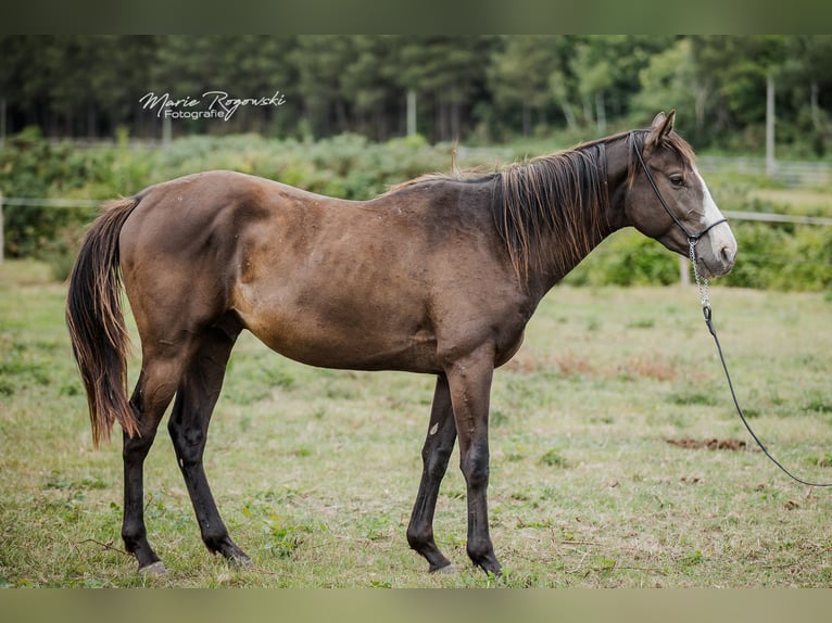 Thoroughbred Stallion 3 years Black in VaasBeaumont pied-de-boeuf