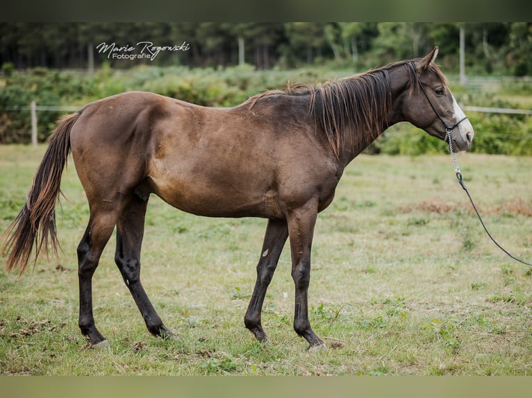 Thoroughbred Stallion 3 years Black in VaasBeaumont pied-de-boeuf