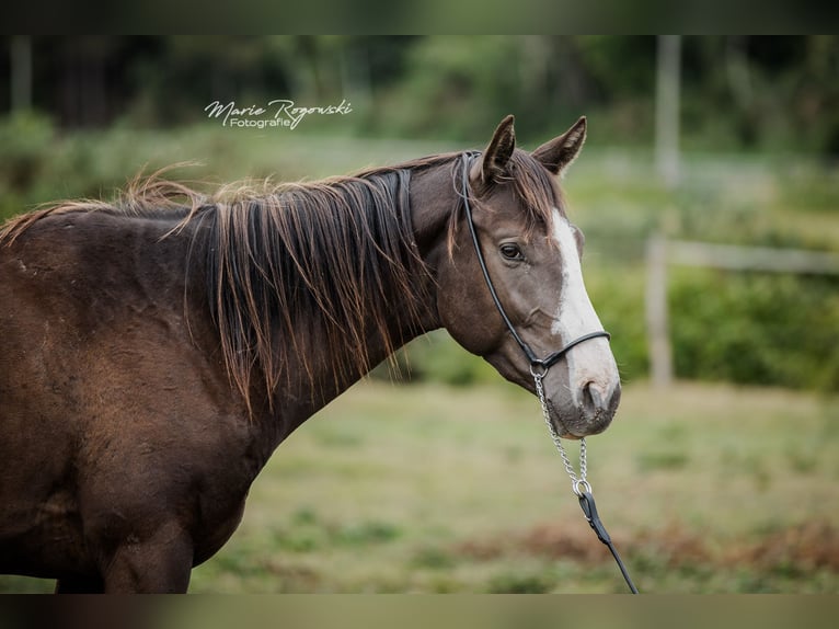 Thoroughbred Stallion 3 years Black in VaasBeaumont pied-de-boeuf
