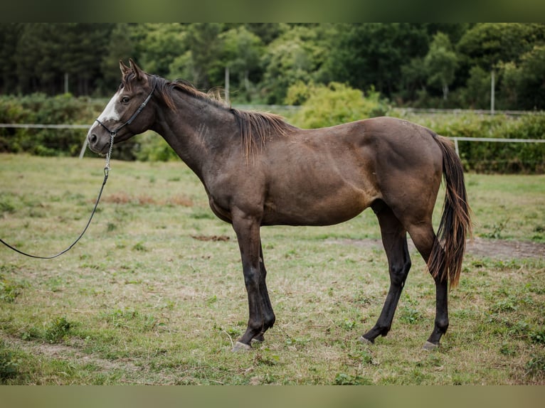 Thoroughbred Stallion 3 years Black in VaasBeaumont pied-de-boeuf