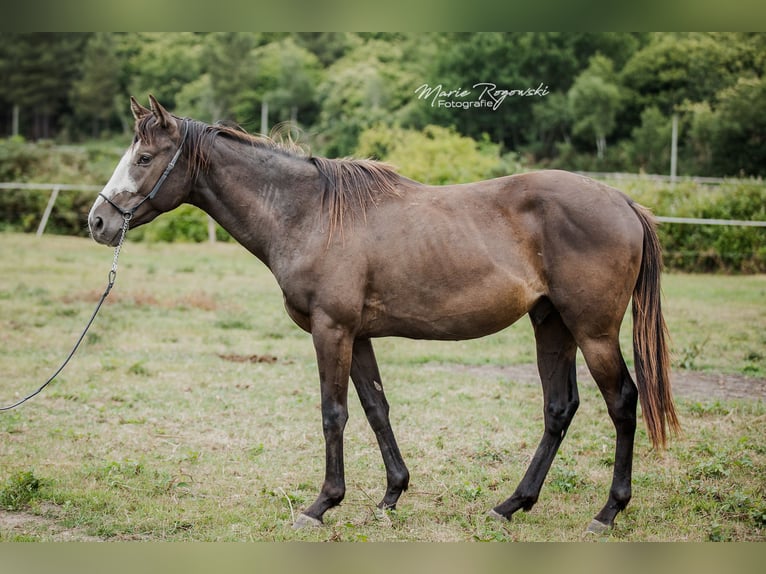 Thoroughbred Stallion 3 years Black in VaasBeaumont pied-de-boeuf