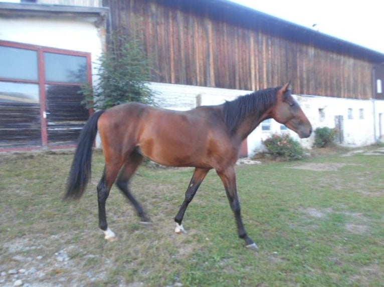 Thoroughbred Stallion 4 years 15,2 hh in Hinterschmiding