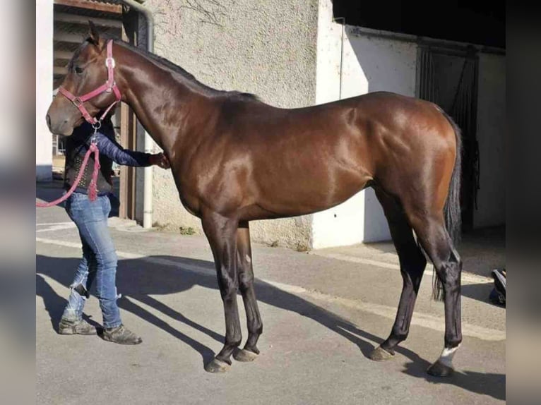 Thoroughbred Stallion 4 years 15,2 hh Brown in PAU