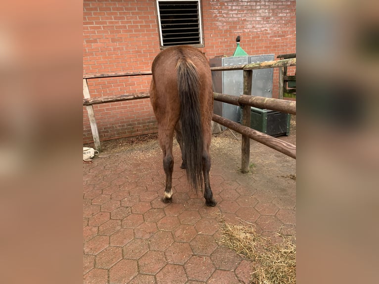 Thoroughbred Stallion 4 years 16.1 hh Brown in Hamburg Lemsahl-Mellingstedt