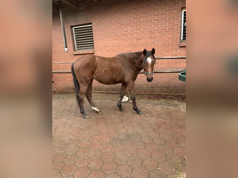 Thoroughbred Stallion 4 years 16.1 hh Brown in Hamburg Lemsahl-Mellingstedt