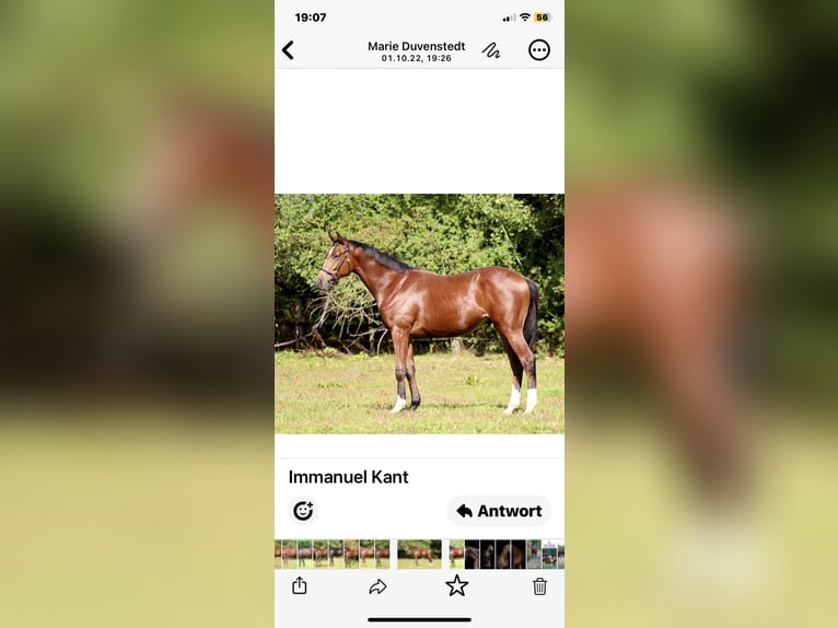 Thoroughbred Stallion 4 years 16 hh Brown in Hamburg Lemsahl-Mellingstedt