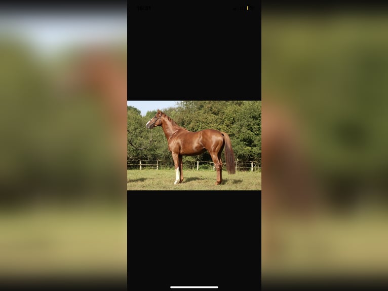 Thoroughbred Stallion 4 years 16 hh Brown in Hamburg Lemsahl-Mellingstedt