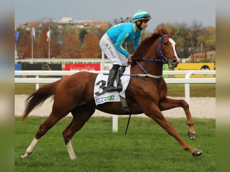 Thoroughbred Stallion 4 years 16 hh Chestnut in Gyömrő