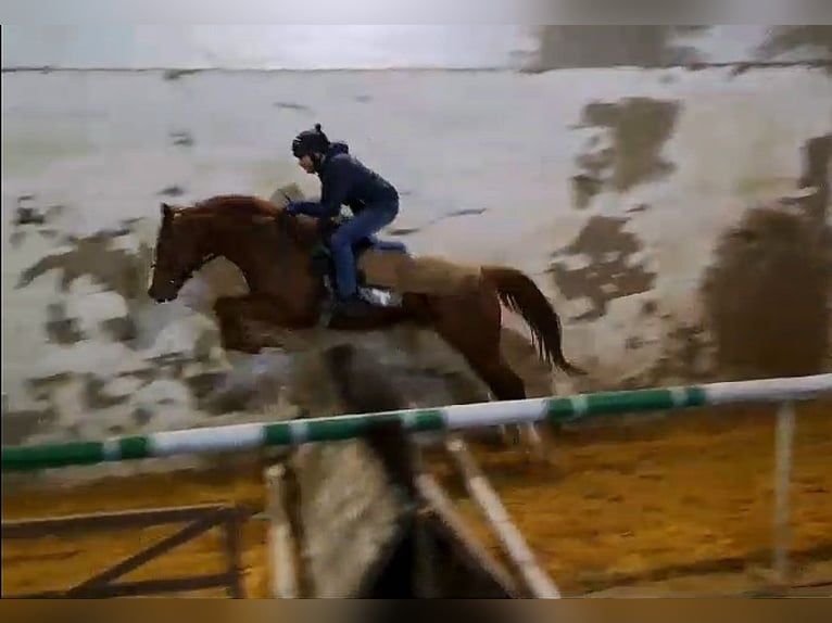 Thoroughbred Stallion 4 years 16 hh Chestnut in Gyömrő