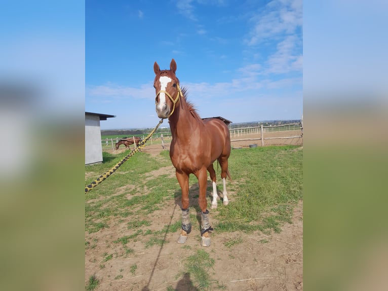 Thoroughbred Stallion 4 years 16 hh Chestnut in Gyömrő