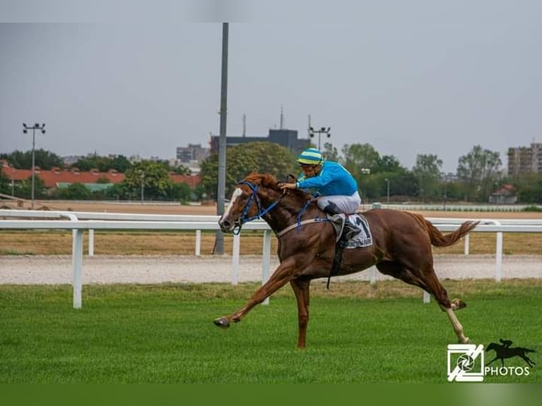 Thoroughbred Stallion 4 years 16 hh Chestnut in Gyömrő