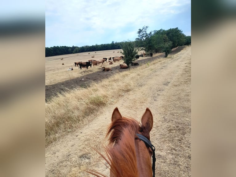 Thoroughbred Stallion 4 years 16 hh Chestnut in Gyömrő