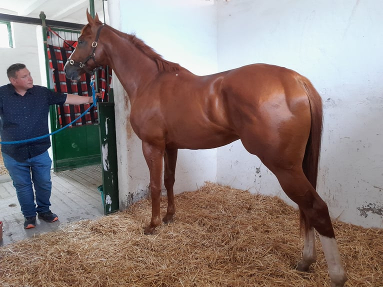 Thoroughbred Stallion 4 years 16 hh Chestnut in Gyömrő